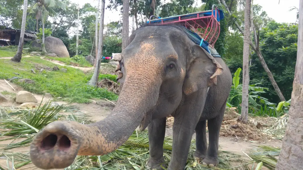 Ein Elefant auf Koh Samui, Thailand.